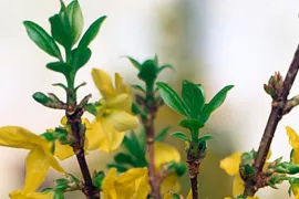 Forsythia x intermedia