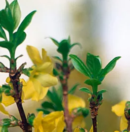 Forsythia x intermedia