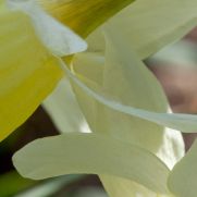 Narcissus (Triandrus-groep) ‘Dutch Lemon Drops’