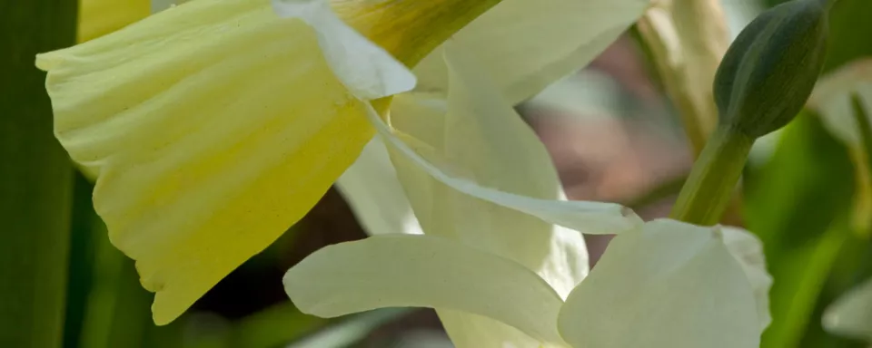 Afbeelding Narcissus (Triandrus-groep) ‘Dutch Lemon Drops’