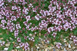 Thymus serpyllum