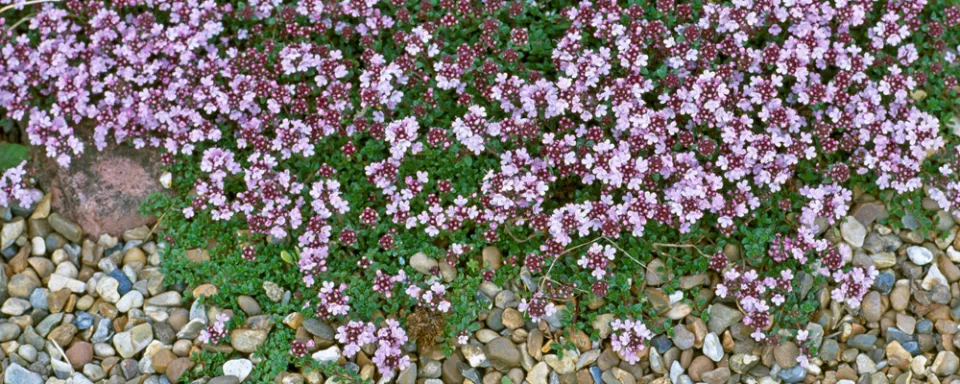 Afbeelding Thymus serpyllum