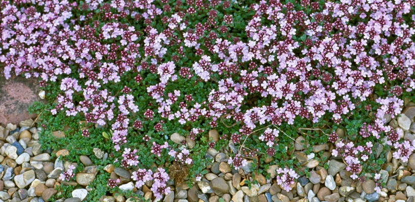 Thymus serpyllum