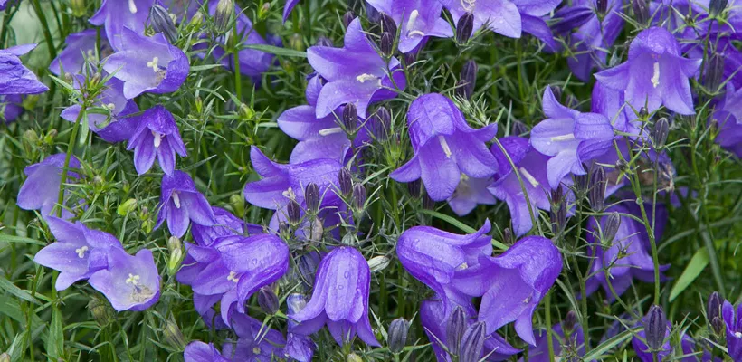 Campanula rotundifolia