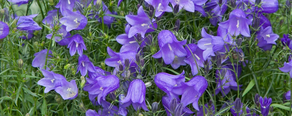 Afbeelding Campanula rotundifolia