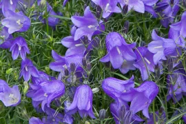 Campanula rotundifolia