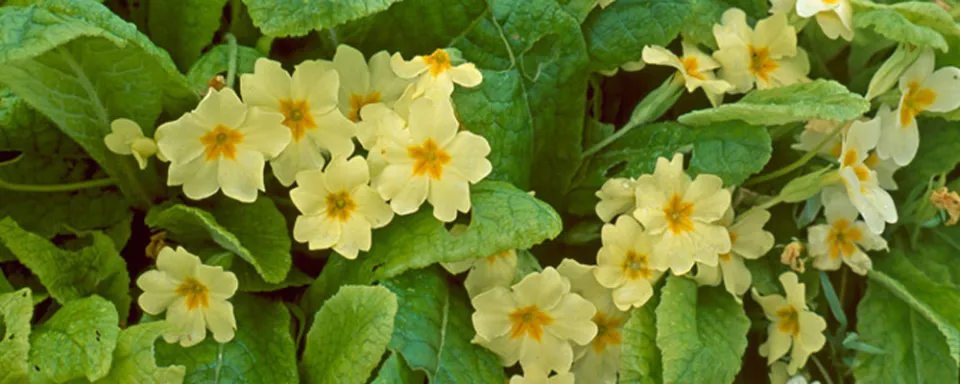 Afbeelding Primula vulgaris