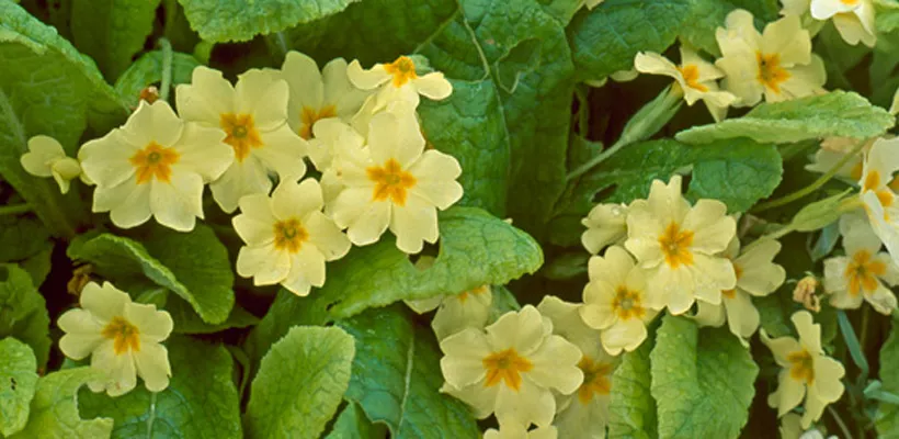 Primula vulgaris