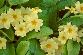 Primula vulgaris