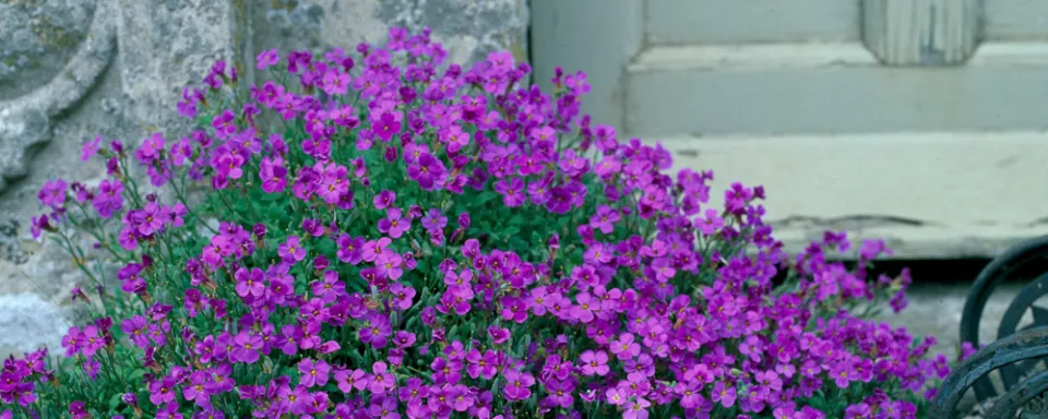 Afbeelding Aubrieta ‘Blue Emperor’