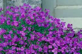 Aubrieta ‘Blue Emperor’