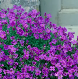 Aubrieta ‘Blue Emperor’