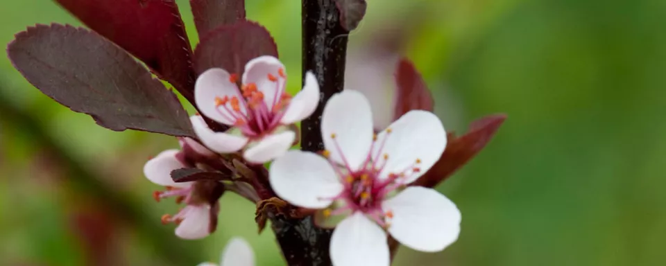 Afbeelding Prunus cistena