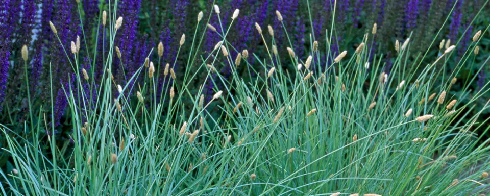 Afbeelding Sesleria nitida