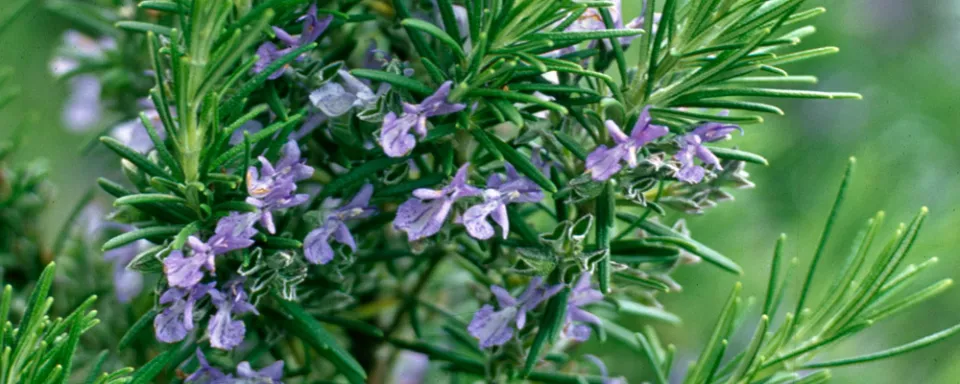 Afbeelding Rosmarinus officinalis