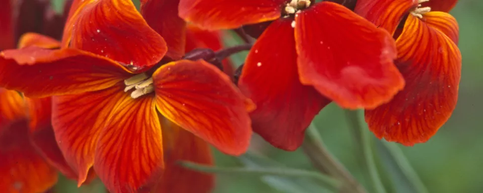 Afbeelding Erysimum cheiri