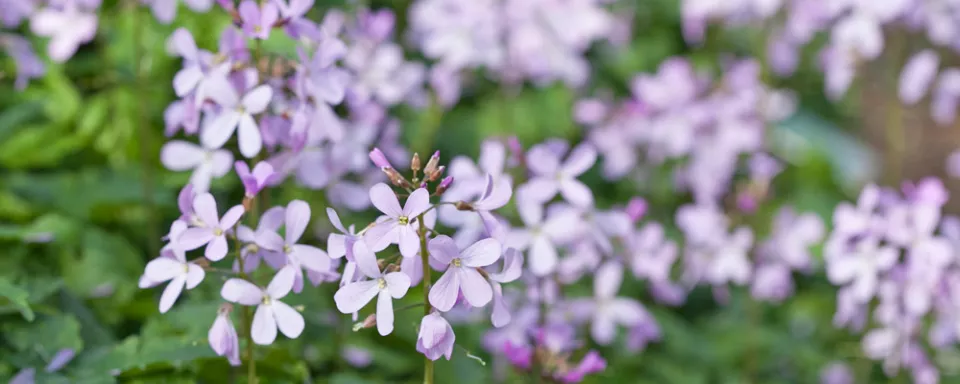 Afbeelding Cardamine quinquefolia