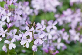 Cardamine quinquefolia