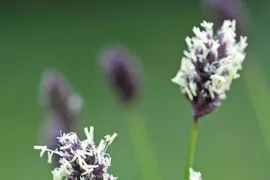 Sesleria heufleriana