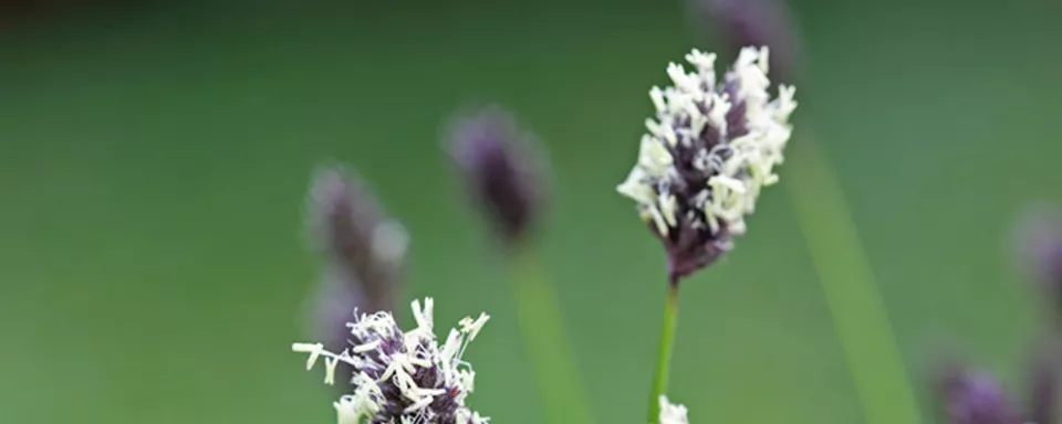 Afbeelding Sesleria heufleriana