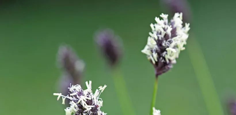 Sesleria heufleriana