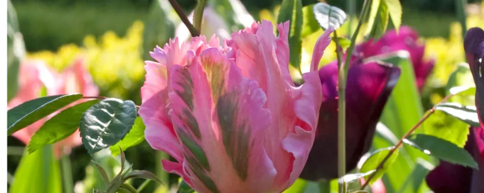 Afbeelding Tulipa (Parrot-group) ‘Fantasy’