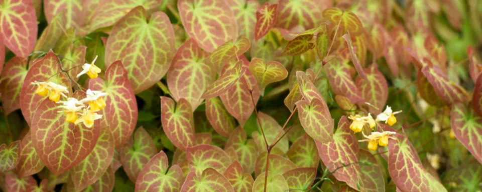 Afbeelding Epimedium x versicolor ‘Suphureum’