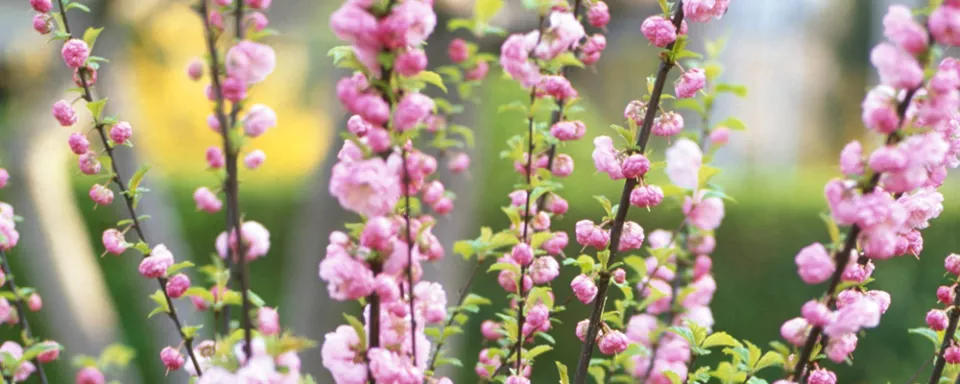 Afbeelding Prunus triloba