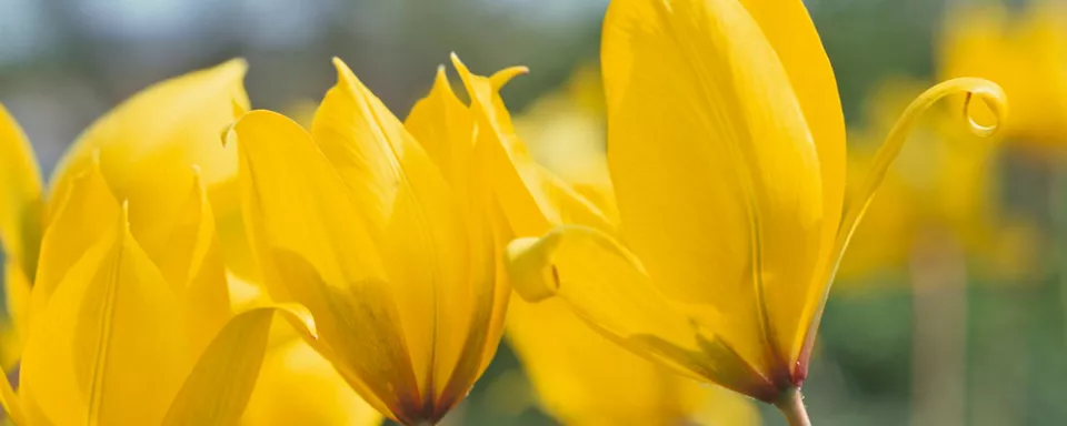 Afbeelding Tulipa sylvestris