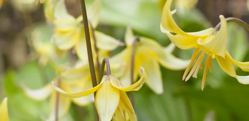 Erythronium tuolumnense