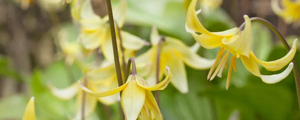 Afbeelding Erythronium tuolumnense