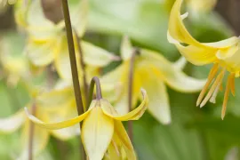 Erythronium tuolumnense