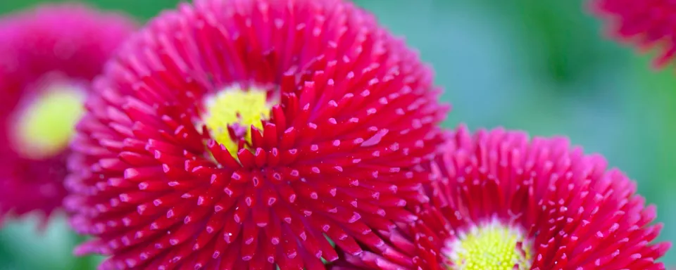 Afbeelding Bellis perennis ‘Pomponette’