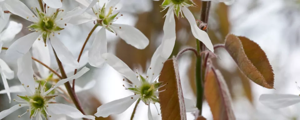 Afbeelding Amelanchier lamarckii