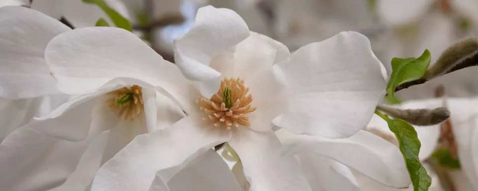 Afbeelding Magnolia kobus