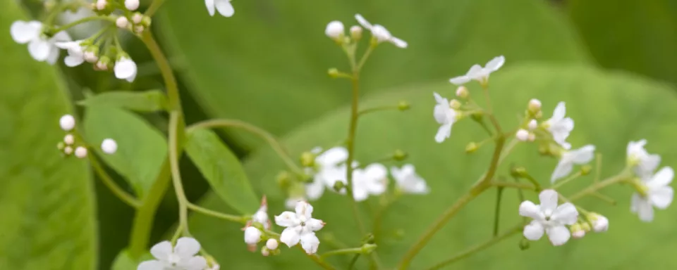 Afbeelding Brunnera ‘Betty Bowring’