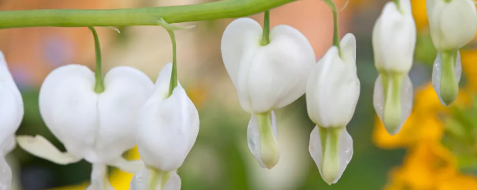 Afbeelding Dicentra spectabilis ‘Alba’