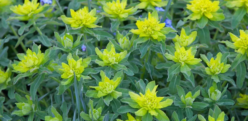 Euphorbia polychroma