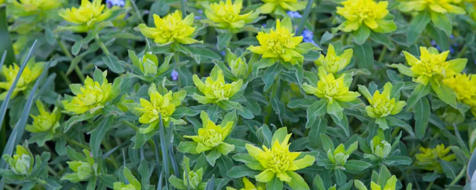 Afbeelding Euphorbia polychroma