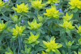 Euphorbia polychroma