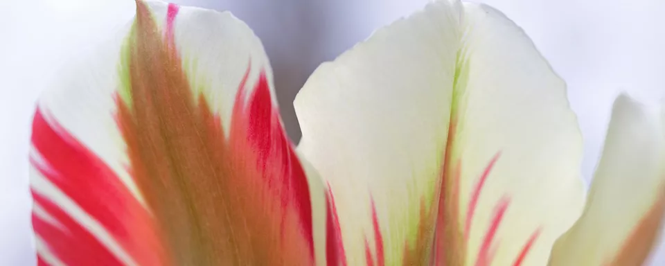 Afbeelding Tulipa ‘Flaming Spring Green’