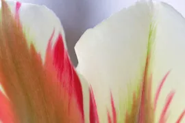 Tulipa ‘Flaming Spring Green’