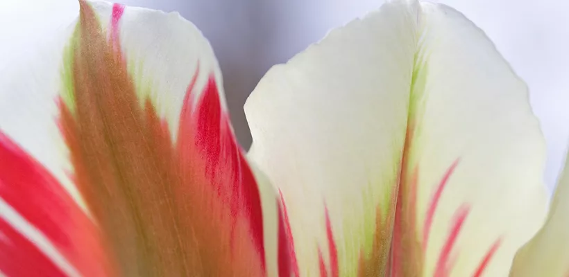 Tulipa ‘Flaming Spring Green’