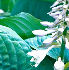 Hosta ‘Blue Angel’