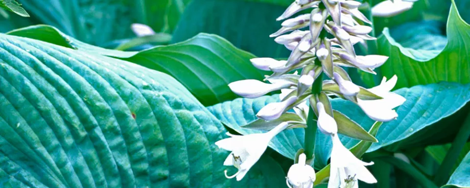 Afbeelding Hosta ‘Blue Angel’
