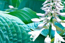 Hosta ‘Blue Angel’