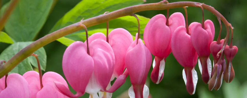 Afbeelding Dicentra spectabilis