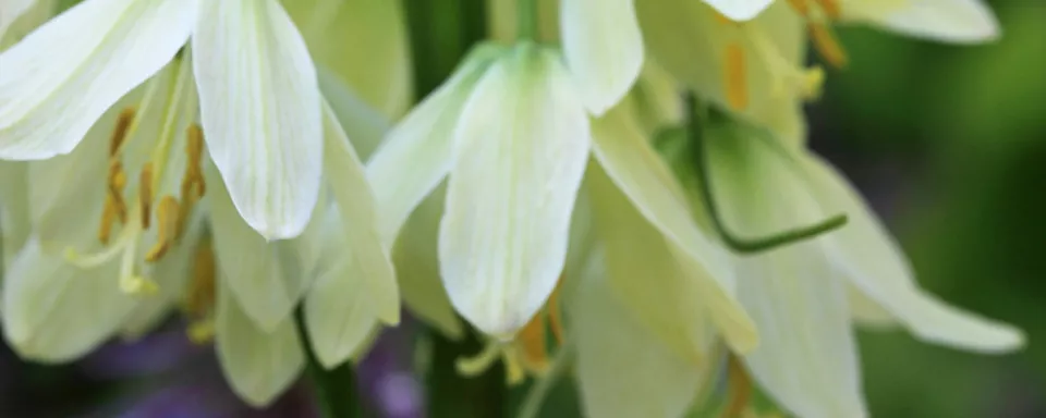 Afbeelding Fritillaria raddeana