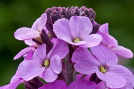 Erysimum ‘Bowles’ Mauve’