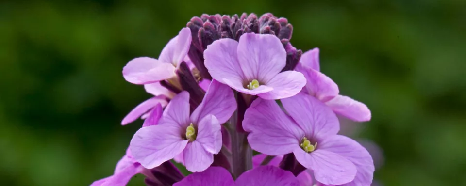 Afbeelding Erysimum ‘Bowles’ Mauve’